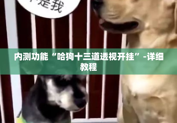 内测功能“哈狗十三道透视开挂	”-详细教程