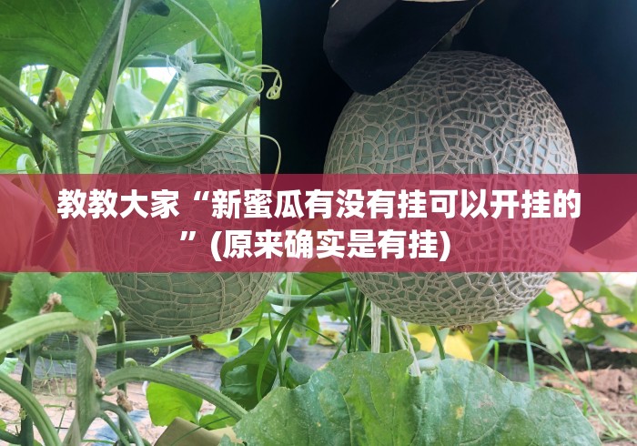 教教大家“新蜜瓜有没有挂可以开挂的”(原来确实是有挂) 